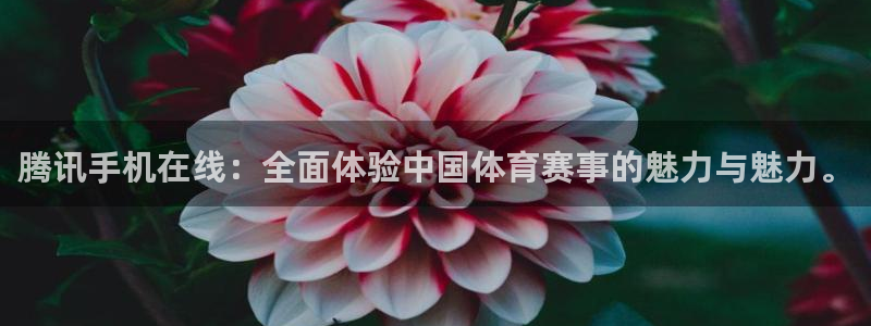 山猫足球直播高清直播在线观看